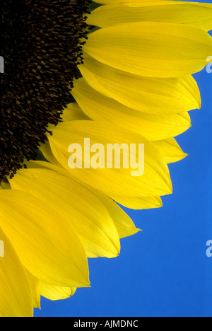 Close up l'article de tête de tournesol - Helianthus annus contre fond bleu. Banque D'Images