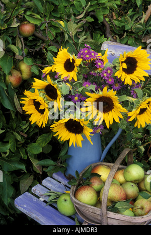 Tournesols en émail bleu avec Trug Français verseuse de pommes sur une chaise, à côté de pommier. Banque D'Images