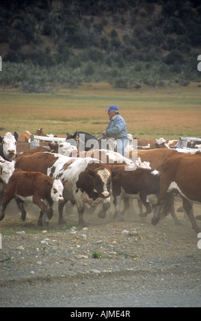 Gaucho à cheval près de bovins d'élevage El Calafate, en Patagonie, Argentine Banque D'Images