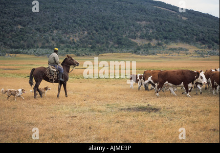Gaucho à cheval près de bovins d'élevage El Calafate, en Patagonie, Argentine Banque D'Images