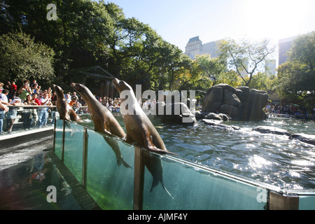 Les phoques à zoo de Central Park New York City Banque D'Images