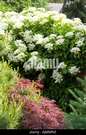 Les conifères et l'Hydrangea au Cypress House Dalton Banque D'Images