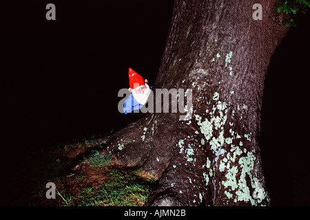 Hidding behind tree gnome de jardin Banque D'Images