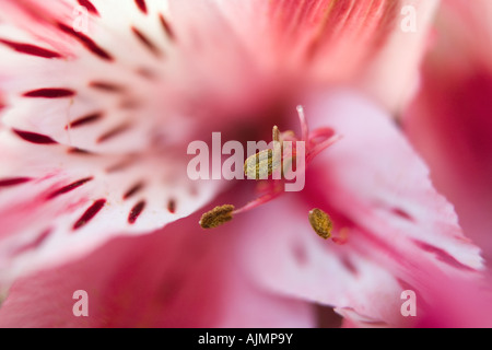 Macrophotogray fleurs de San Cristobal de las Casas, Chiapas, Mexique province du marché Banque D'Images