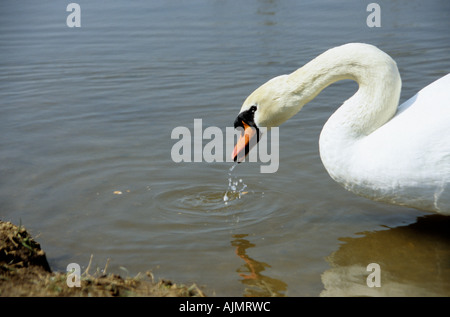 Cygne muet adultes l'eau potable de la pond sur une chaude journée de printemps en Angleterre Banque D'Images