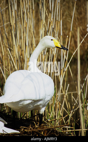 Cygne chanteur qui monte la garde sur nid d'oeufs Banque D'Images