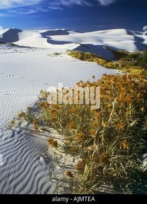 Les dunes côtières, , près de Eyre, Grande Baie australienne, l'Australie Occidentale, vertical, Banque D'Images