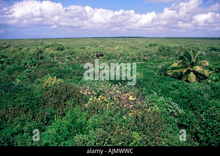 Les paysages et la végétation dans le Parque Punta Sur sur l'île de Cozumel au Mexique. Banque D'Images