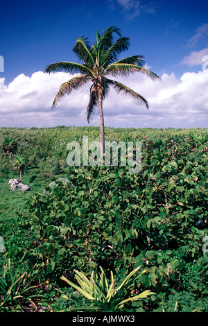 Les paysages et la végétation dans le Parque Punta Sur sur l'île de Cozumel au Mexique. Banque D'Images