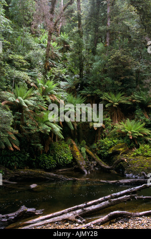 Forêt tropicale, de la rivière Styx, Tasmanie, Australie Banque D'Images