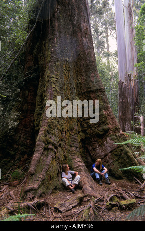 La forêt ancienne, Vallée Styx, Tasmanie, Australie Banque D'Images