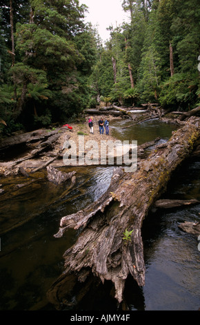 Forêt tropicale, de la rivière Styx, Tasmanie, Australie Banque D'Images