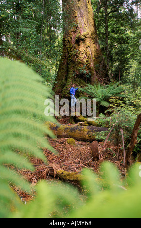 La forêt ancienne, Vallée Styx, Tasmanie, Australie Banque D'Images