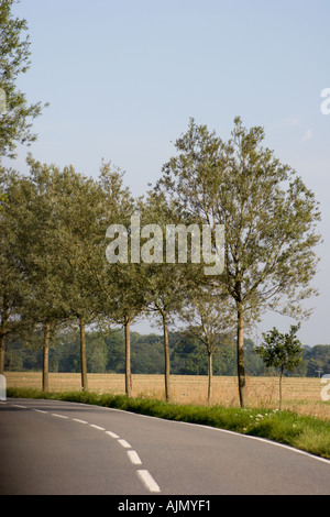L'image couleur d'une route de campagne avec un champ de maïs à droite de l'image d'arbres longe le côté de la route Banque D'Images