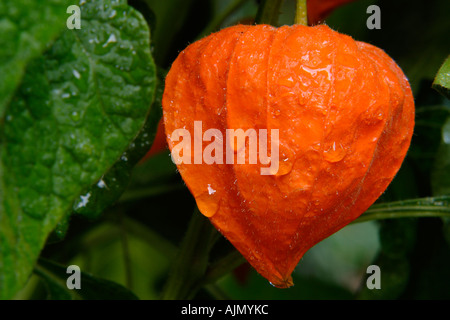 Détail de Physalis alkekengi lampe chinoise sur vigne avec la rosée et feuilles vertes Banque D'Images