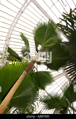 Les plantes tropicales à l'intérieur d'une véranda à Kew Gardens Banque D'Images