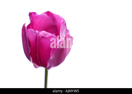 Vue latérale du purple tulip, nom latin tulipa, sur un fond blanc. Banque D'Images
