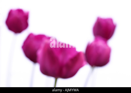 Vue latérale des tulipes, pourpre Nom latin tulipa, chassée de l'accent sur un fond blanc. Banque D'Images