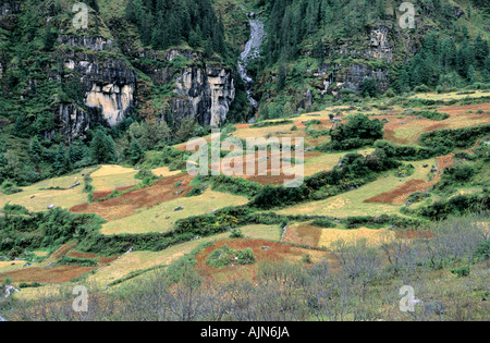 Dans les champs agricoles de Dharapani environs zone de conservation de l'Annapurna au Népal Banque D'Images