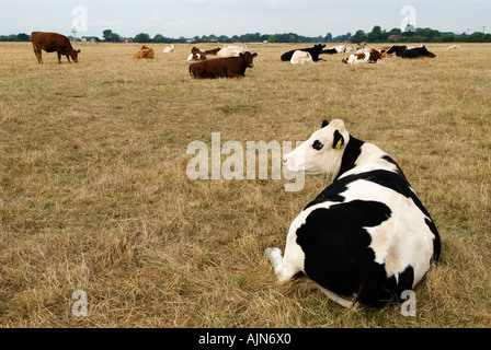 Dorney Common Cattle Feeding Commons Rights, Eton Wick. Buckinghamshire Angleterre des années 2006 2000 Royaume-Uni HOMER SYKES Banque D'Images