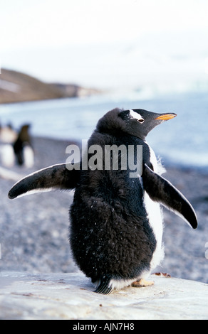 Gentoo pingouin Papouasie-Nouvelle-pygolscelis Péninsule Antarctique Banque D'Images