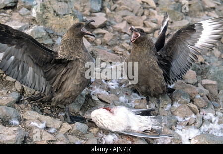 Gentoo pingouin Papouasie-Nouvelle-pygolscelis Péninsule Antarctique Banque D'Images