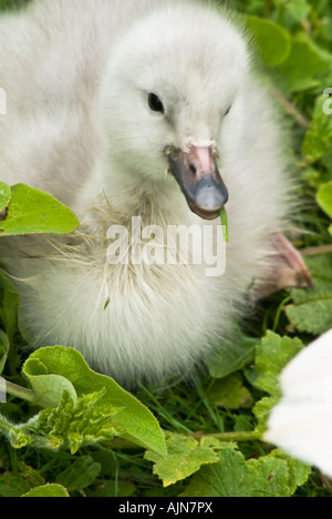 Bewicks Swan cygne de Bewick Cygnus columbianus herbe à mâcher cygnet Banque D'Images