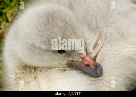 Bewicks cygne de Bewick Cygnus columbianus Cygne cygnet Banque D'Images