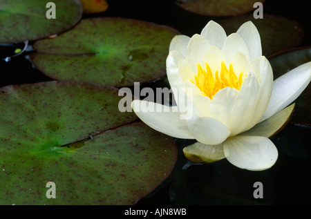 Jardin variété de nénuphar (Nymphaea sp.) La floraison dans un étang de jardin. Juillet. Powys, Pays de Galles, U K. Banque D'Images