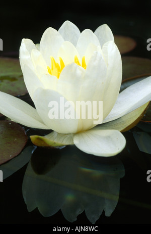 Jardin variété de nénuphar (Nymphaea sp.). La floraison dans un étang de jardin. Juillet. Powys, Pays de Galles, U K. Banque D'Images