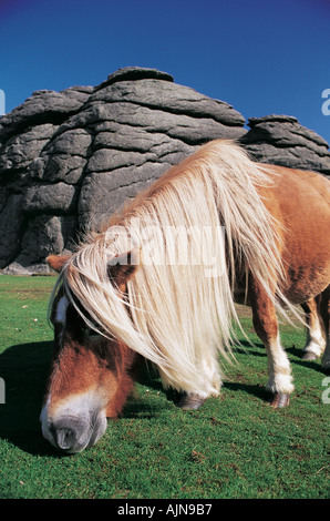 Poney Dartmoor sur The Haytor Dartmoor National Park Grande-bretagne Devon Banque D'Images