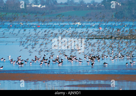 Les oiseaux de rivage dans l'estuaire de la rivière Exe Dawlish Warren Nature Reserve près de Devon en Grande-Bretagne Banque D'Images