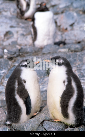 Gentoo pingouin Papouasie-Nouvelle-pygolscelis Péninsule Antarctique Banque D'Images