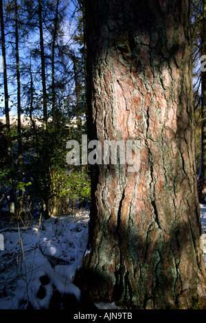 Écorce d'un grand arbre de pin sylvestre (Pinus sylvestris). Powys, Pays de Galles, Royaume-Uni. Banque D'Images