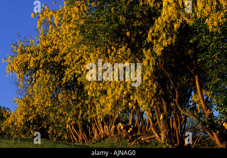 (Laburnum Laburnum anagyroides) couverture en pleine floraison. Powys, Pays de Galles, Royaume-Uni. Banque D'Images