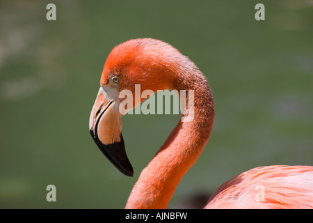 Portrait de profil Flamant Banque D'Images