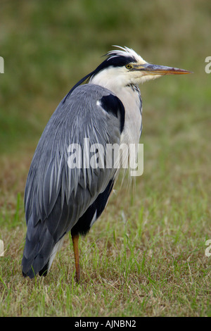 Héron cendré Ardea cineria, reposant sur terrain Banque D'Images