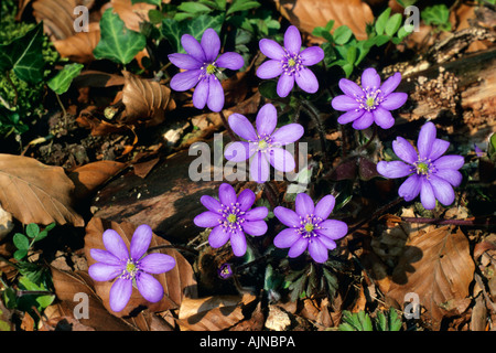 Hepatica Hepatica nobilis, fleurs, Banque D'Images