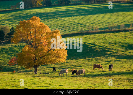 Érable et vaches qui paissent, automne, North Wiltshire, Prince Edward Island, Canada. Banque D'Images