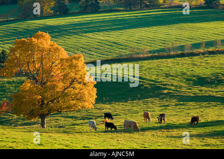 Érable et vaches qui paissent, automne, North Wiltshire, Prince Edward Island, Canada. Banque D'Images