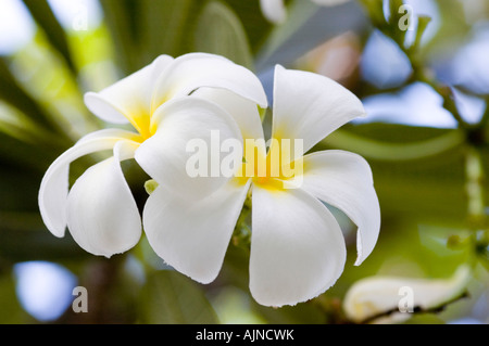 Jaune ou blanc Genre Plumeria var fleur de frangipanier de la famille Apocynaceae Banque D'Images