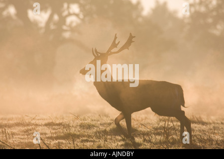 Matin brumeux en Deer Park Richmond London UK Banque D'Images