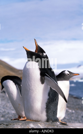 Gentoo pingouin Papouasie-Nouvelle-pygolscelis Péninsule Antarctique Banque D'Images