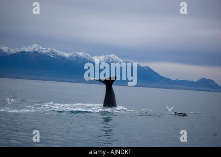 Le cachalot (Physeter macrocephalus) et les dauphins (Lagenorhynchus obscurus) au large de Kaikoura, Nouvelle-Zélande. Banque D'Images