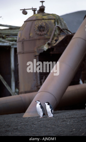 Gentoo pingouin Papouasie-Nouvelle-pygolscelis Péninsule Antarctique Banque D'Images