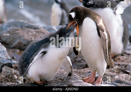 Gentoo pingouin Papouasie-Nouvelle-pygolscelis Péninsule Antarctique Banque D'Images
