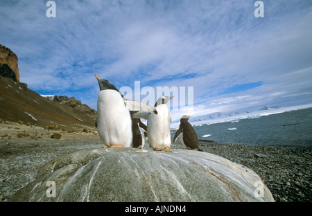 Gentoo pingouin Papouasie-Nouvelle-pygolscelis Péninsule Antarctique Banque D'Images