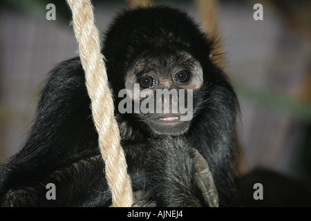 Noir colombien face singe-araignée Ateles fusciceps robustus Colombie Banque D'Images