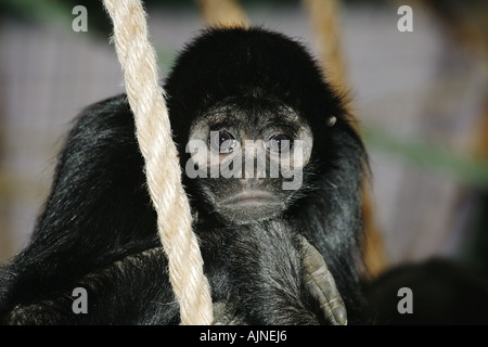 Noir colombien face singe-araignée Ateles fusciceps robustus Colombie Banque D'Images