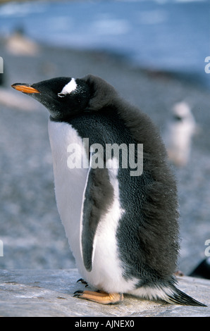 Gentoo pingouin Papouasie-Nouvelle-pygolscelis Péninsule Antarctique Banque D'Images